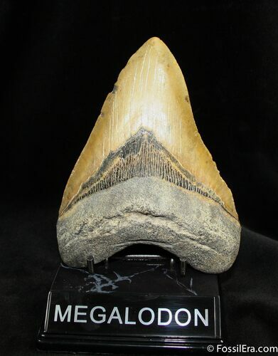 Inch Megalodon Tooth - North Carolina #1163